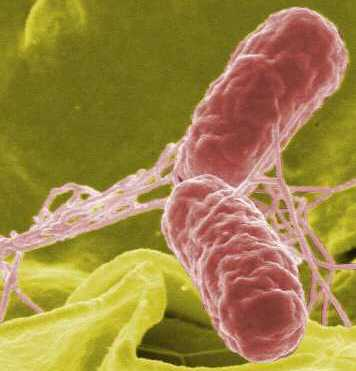 Illustration for article titled Salmonella Paranoia
